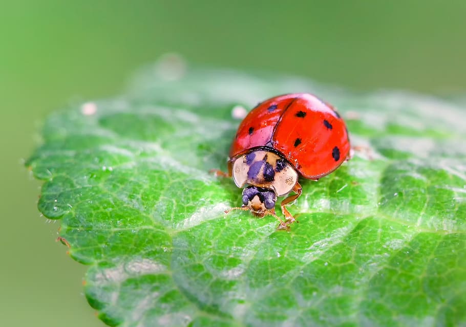 animals, insect, nature, ladybug, leaf, plant, green, close up HD wallpaper