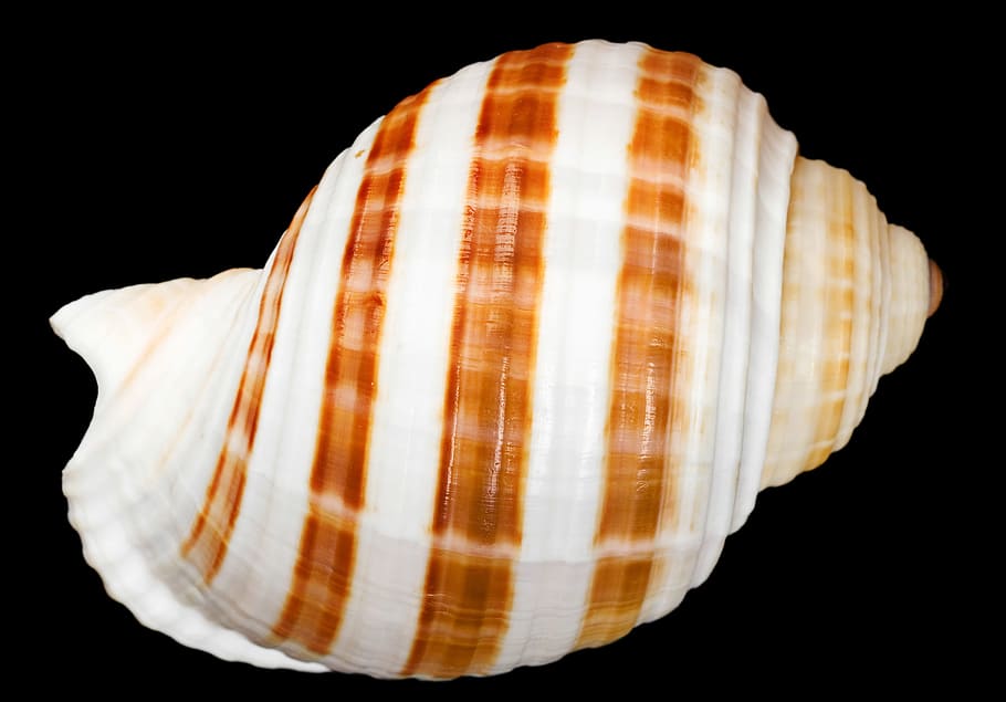 seashell, bone, close-up, closeup, coast, coastline, cockle-shell HD wallpaper