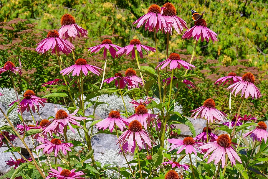 flower, garden, bloom, spring, plant, flowering plant, pink color HD wallpaper