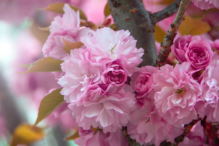 pink, japan cherry, flower, spring, fresh, wood, color, blooms at HD wallpaper