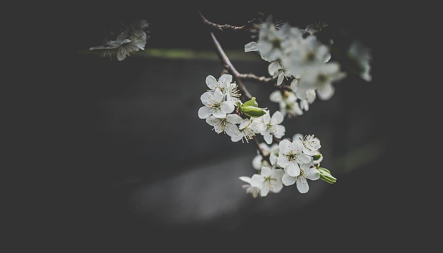 white, flower, bloom, blossoms, nature, plant, blur, flowering plant HD wallpaper