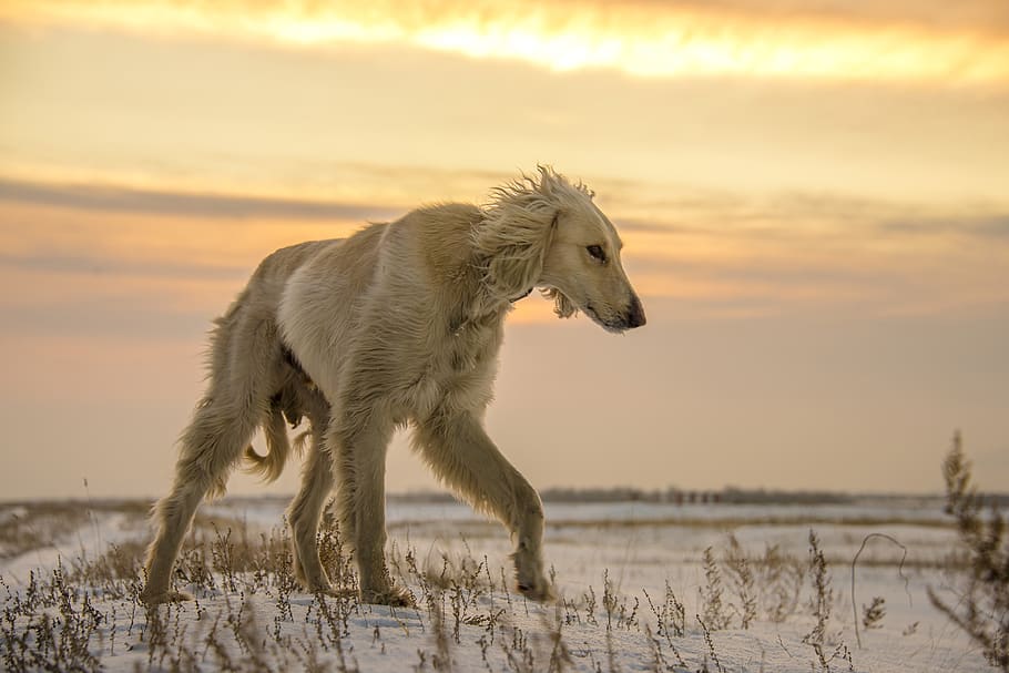 white short-coated dog, animal, pet, canine, mammal, horse, hound HD wallpaper