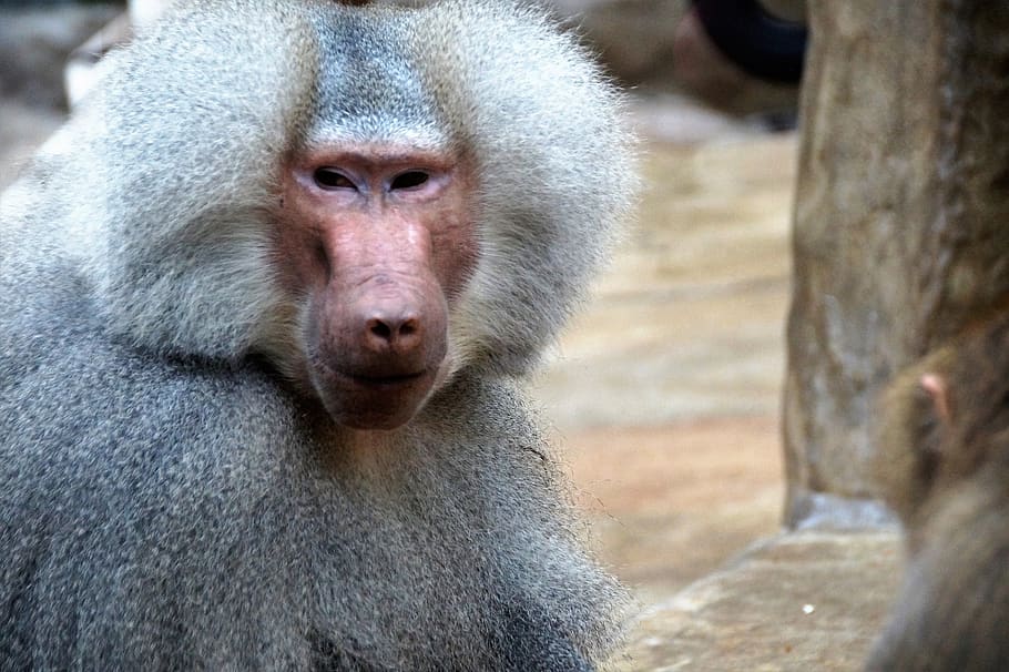 monkey, baboon, animal, zoo, primate, male, the zoological garden HD wallpaper