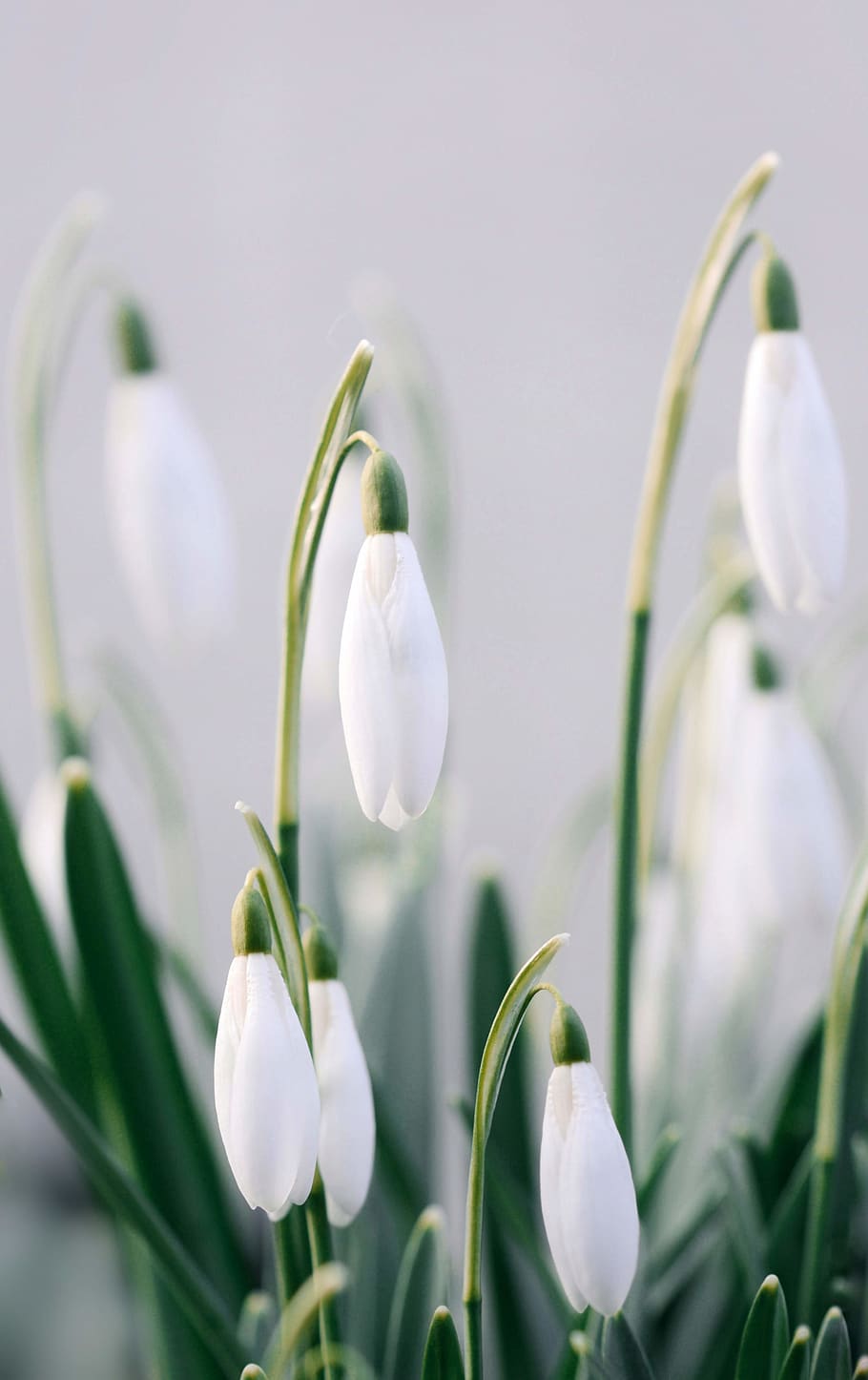 white flowers wallpaper, flowering plant, vulnerability, white color HD wallpaper