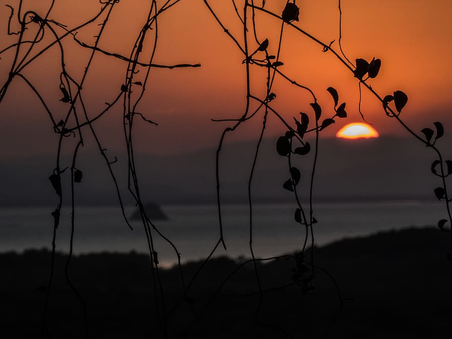 sunset, silhouette, sky, beauty in nature, tranquility, plant HD wallpaper