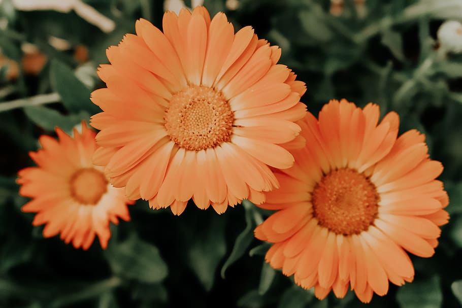 flowering plant, flower head, inflorescence, petal, fragility HD wallpaper