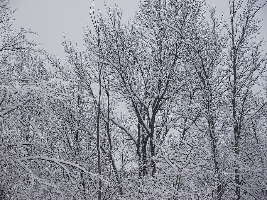 winter, trees, snow, branches, winter scene, plant, cold temperature HD wallpaper