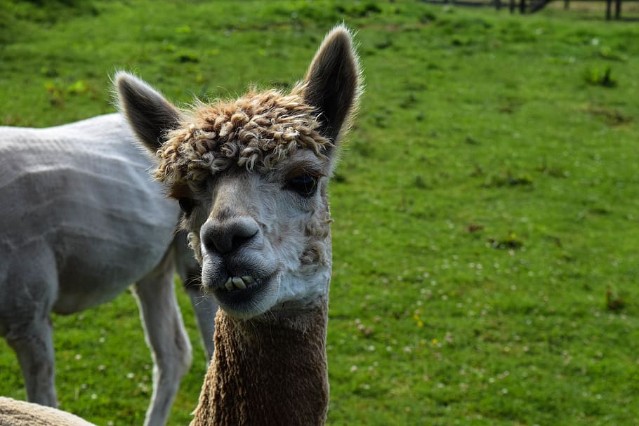 united kingdom, perth, animal themes, mammal, one animal, domestic animals HD wallpaper