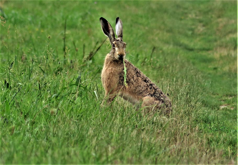 wild animals, rabbit, grass, green, animals in the wild, animal wildlife HD wallpaper