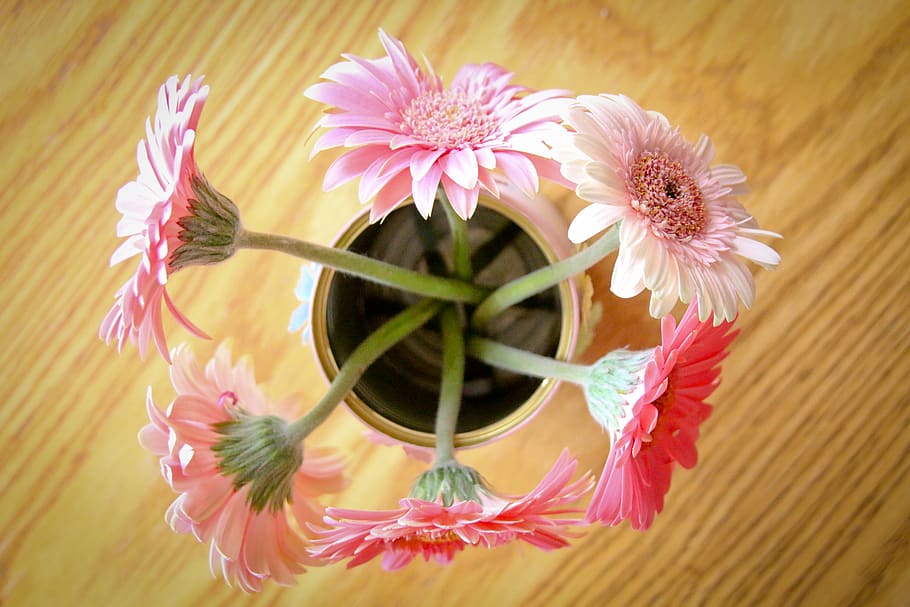 flowers, tin, table, flowering plant, freshness, pink color HD wallpaper