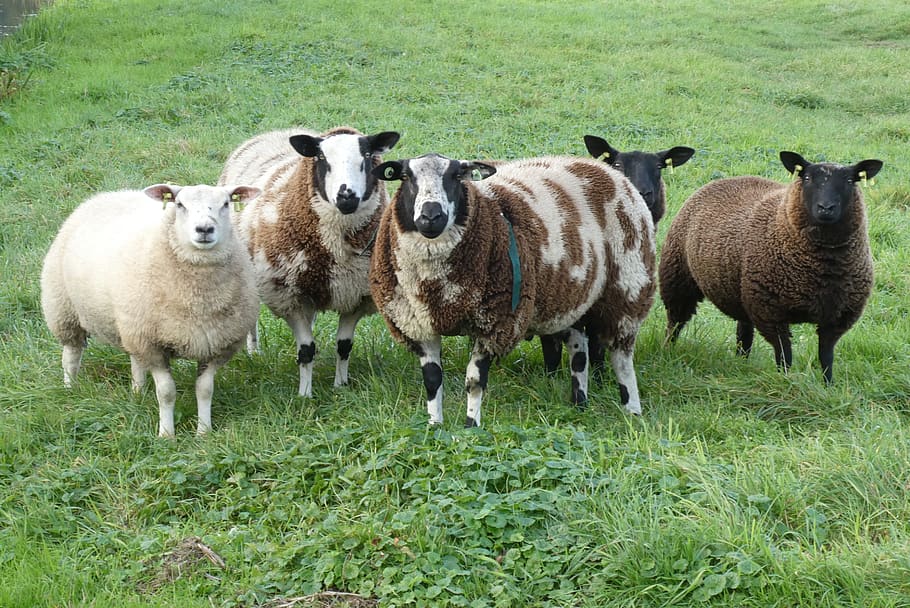 sheep, meadow, wool, animals, herd, cattle, grass, countryside HD wallpaper