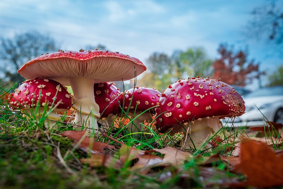 Red Mushroom Selective Focus Photography, amanita muscaria, fly agaric