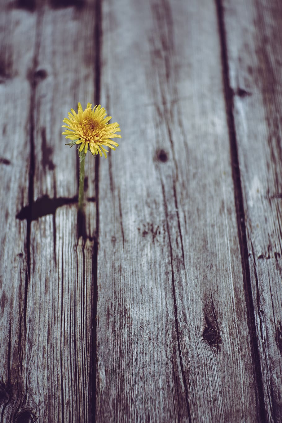blooming yellow gerbera daisy flower on gray plank, flowering plant, HD wallpaper