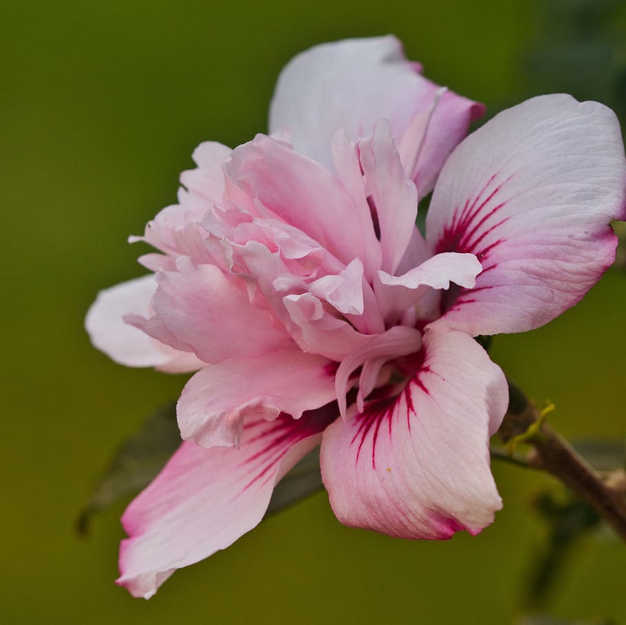 flowering hibiscus, pink, mallow, malvaceae, beautiful, close up, HD wallpaper