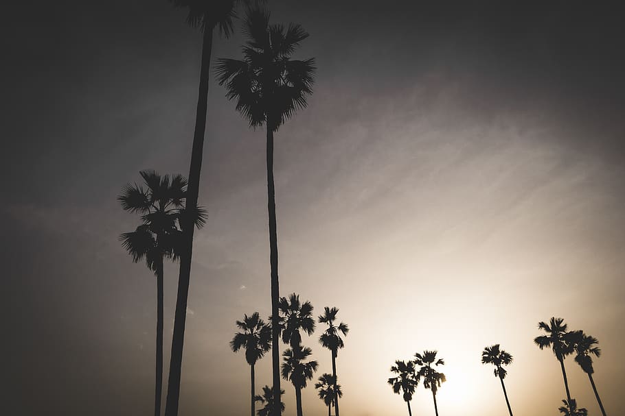 trees, palm, sunrise, dawn, golden, palm trees, blue, plant HD wallpaper