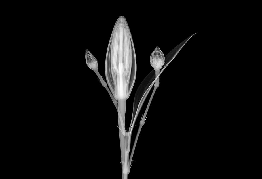 white flower photo, black, xray, technology, abstract, sepium HD wallpaper