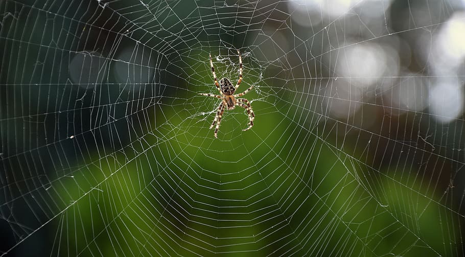 spider, araneus, wheel spider, web spider, cobweb, insect, arachnid HD wallpaper