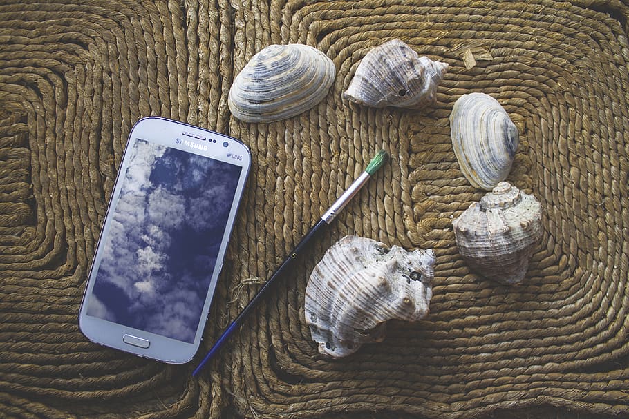 scallops, random, high angle view, shell, still life, no people HD wallpaper