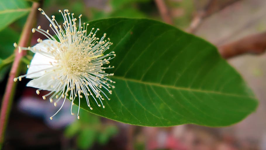 flower, flowering plant, close-up, freshness, leaf, plant part HD wallpaper
