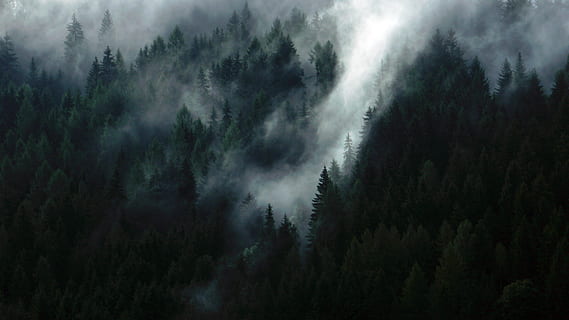 green trees, forest, fog, mist, misty, evergreen, nature, landscape HD wallpaper