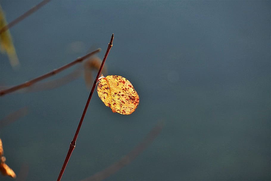 leaf, discolored, branch, autumn, nature, autumn colours, decay HD wallpaper