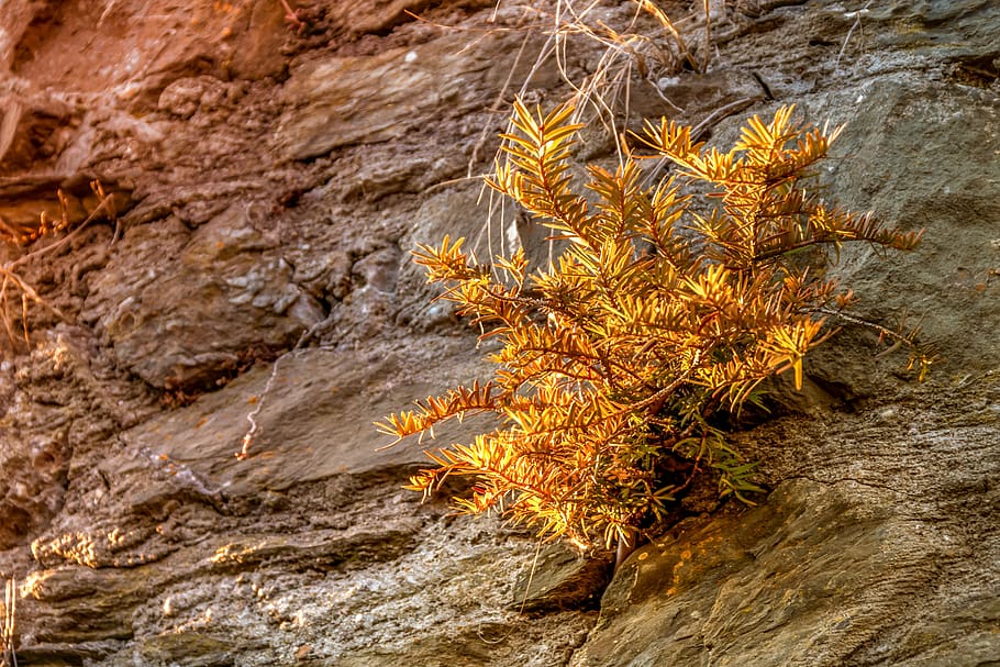 plant, conifer, dry, stone, stone wall, nature, yellow, brown HD wallpaper