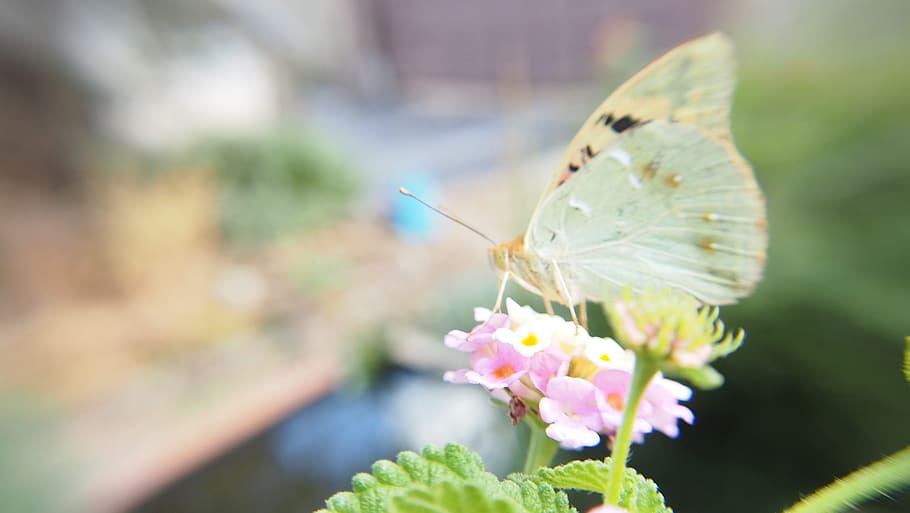 la adrada, flower, flowering plant, insect, one animal, invertebrate HD wallpaper