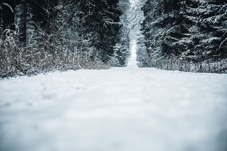 whie snow, tree, plant, abies, fir, conifer, kalchreuth, pine HD wallpaper