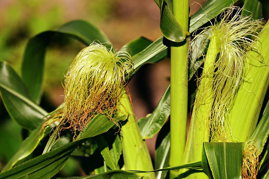corn, vegetable, plant, grain, cereals, food, nutrition, unripe HD wallpaper