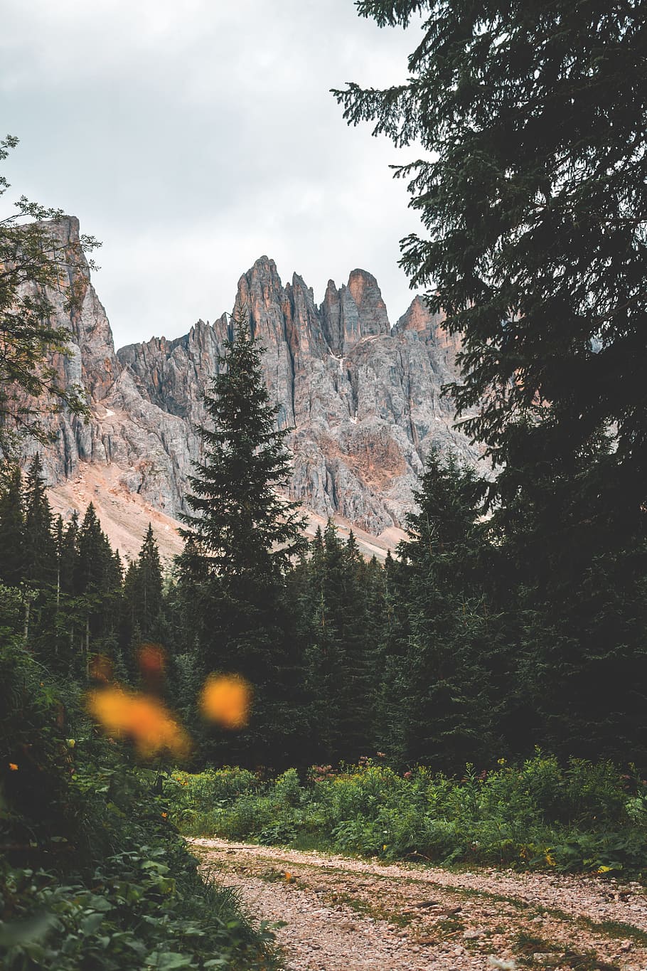 pathway between trees near rocky mountain, forest, cloudy, blur HD wallpaper