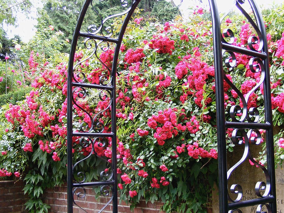 united states, portland, washington park rose garden, climbing roses, HD wallpaper