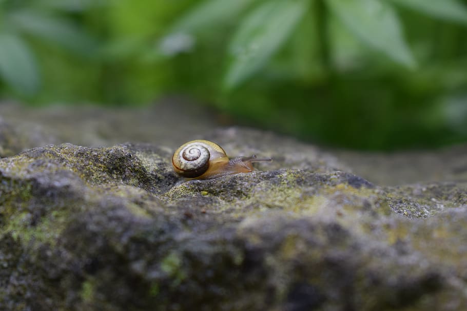 snail, stone, small, mollusk, animal themes, animal wildlife HD wallpaper