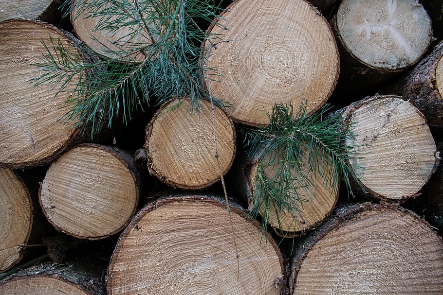nature, tree, trees, chopped tree, green, timber, log, stack HD wallpaper