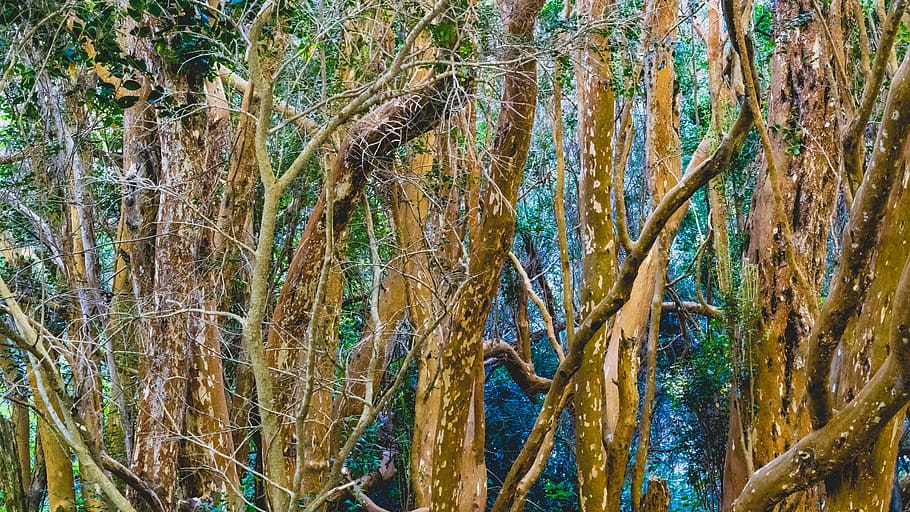 trees, forest, texture, nature, outside, hike, brown, blue HD wallpaper