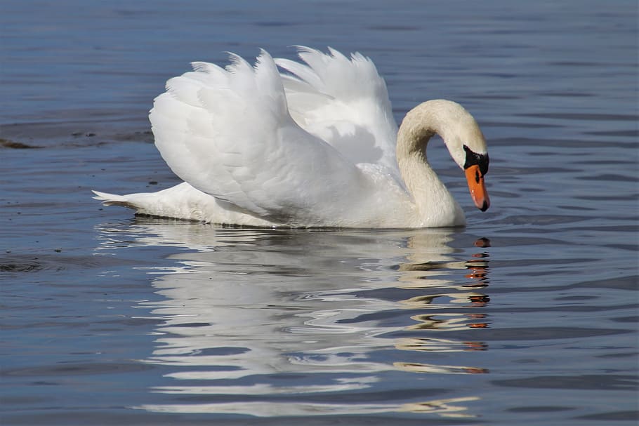 mirror image, swan, white, the backlight, swim, plumage, elegant HD wallpaper