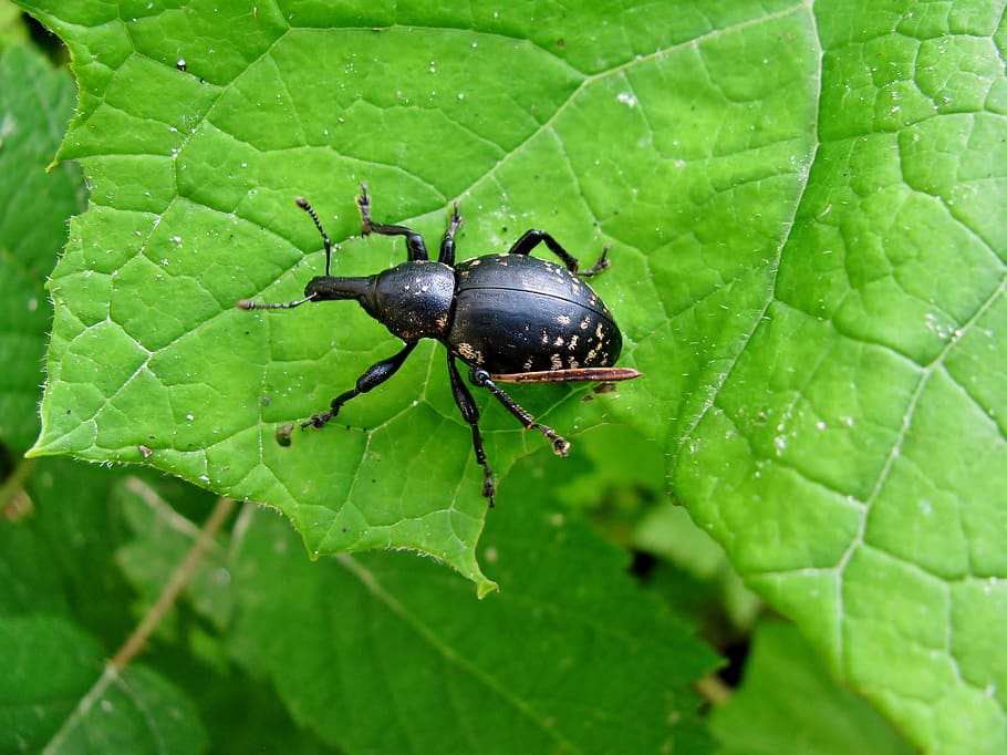 beetle, forest, insect, forest-beetle, nature, plant part, leaf HD wallpaper