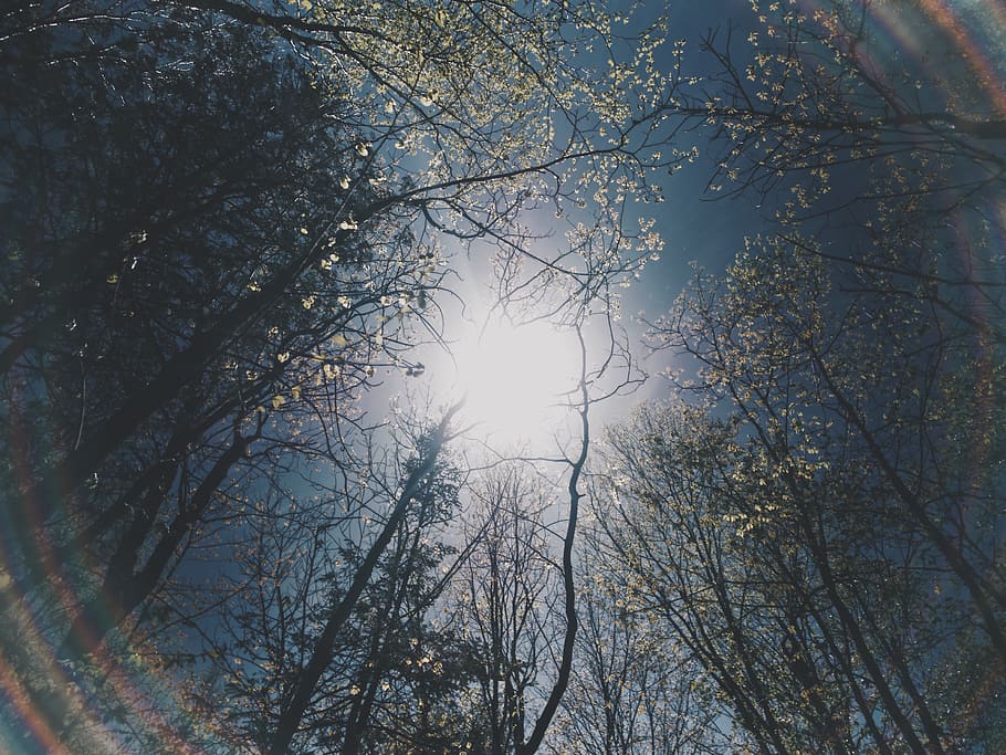 trees, plant, branches, nature, sky, sunlight, sunshine, low angle view HD wallpaper
