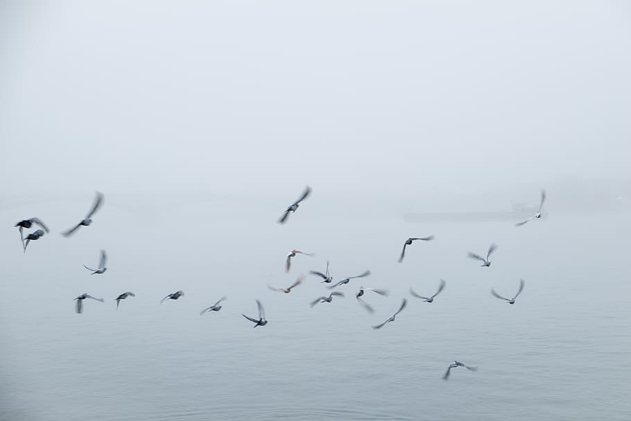 germany, mainz, animal themes, bird, animal wildlife, group of animals HD wallpaper