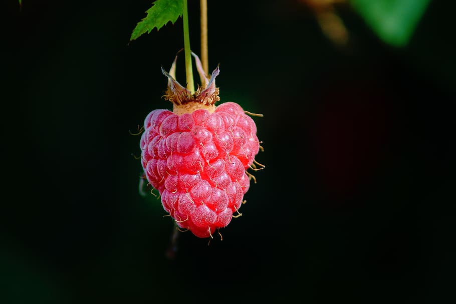 raspberry, individually, depend, himbeerstrauch, red, fruit HD wallpaper