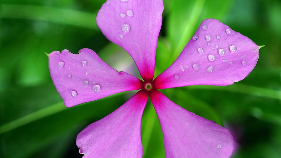Pink Periwinkle Flower With Water Dew, beautiful, bloom, blooming HD wallpaper