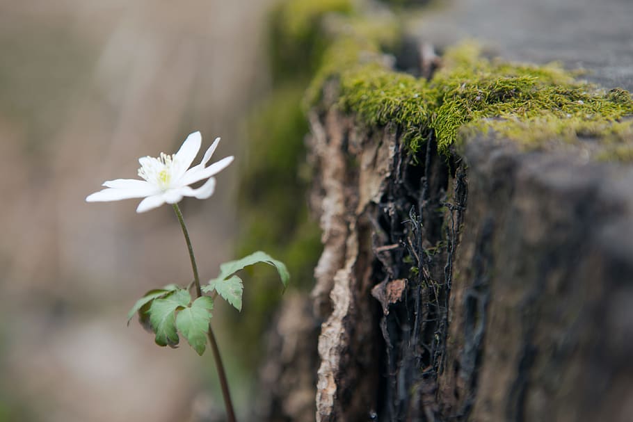flower, foliage, fresh, garden, gardening, growing, may, natural HD wallpaper