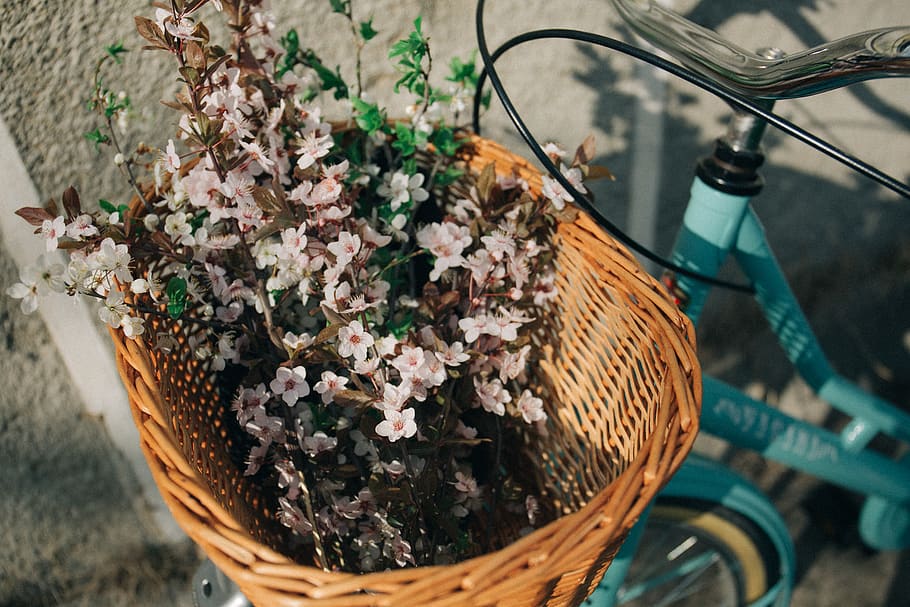 romania, oradea, flowers, spring, bike, blossom, floral, flowering plant HD wallpaper