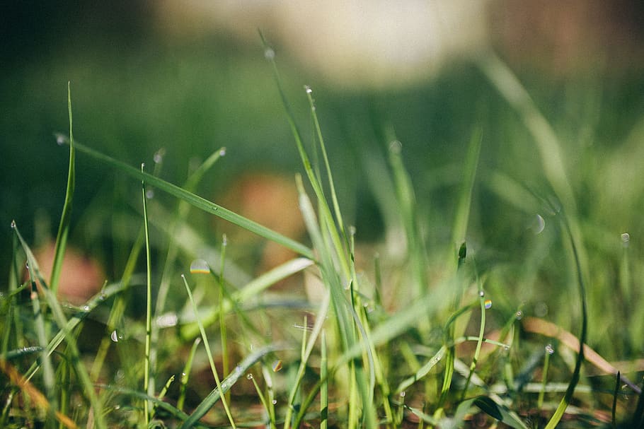 belarus, grass, morning, dew, plant, growth, green color, beauty in nature HD wallpaper
