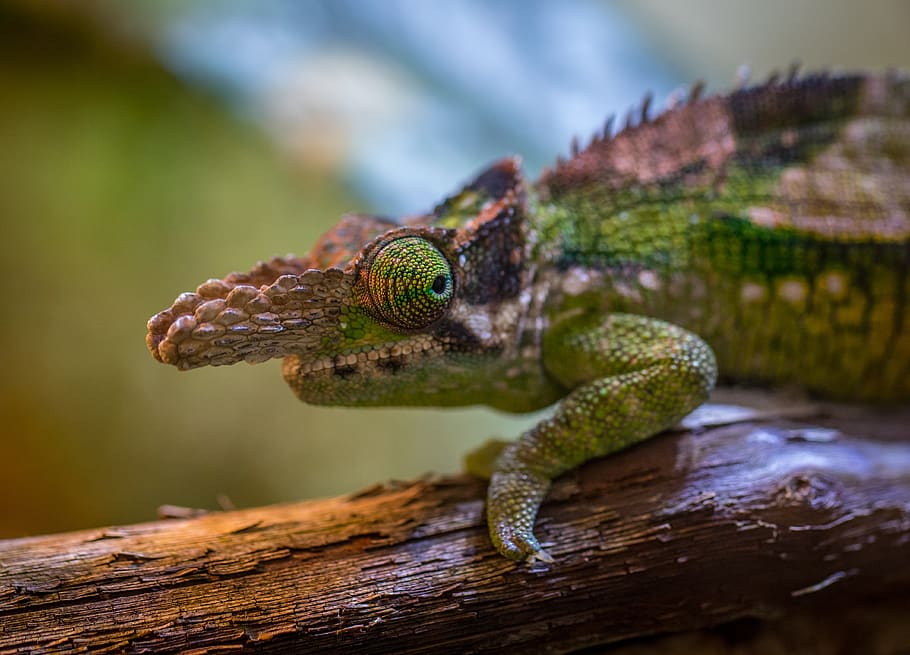 chameleon, exotarium, animals, reptile, one animal, animal themes HD wallpaper