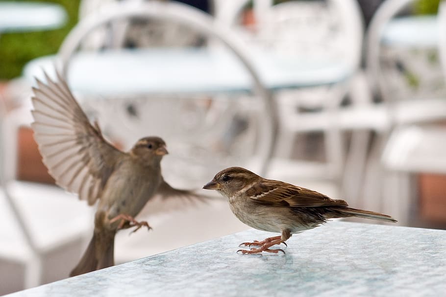 sparrow, table, bird, nature, animal world, animal wildlife HD wallpaper