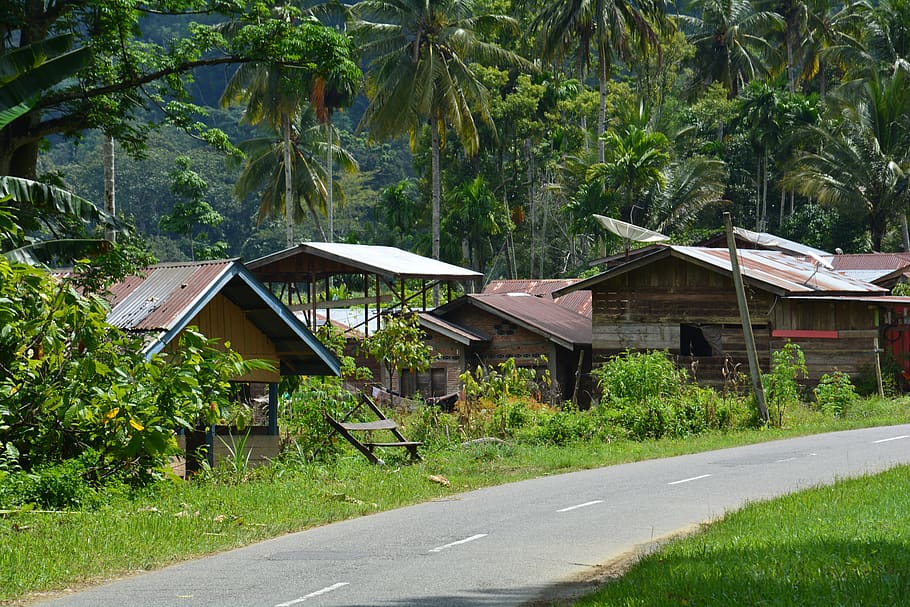 indonesia, sumatra, ketambe, tree, plant, built structure, architecture HD wallpaper