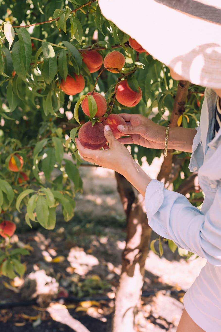 woman picking peaches on tree during daytime, plant, fruit, green HD wallpaper