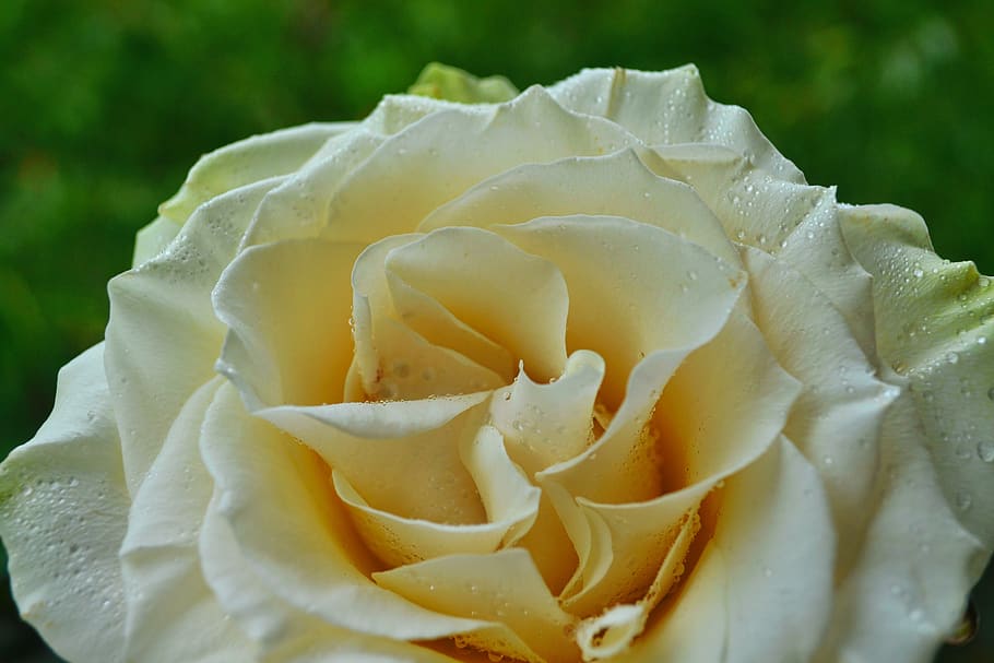 rose, white rose, flower, flowering plant, inflorescence, flower head HD wallpaper