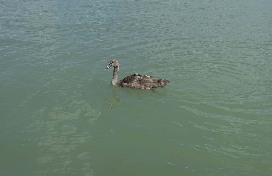swan, bird, launchy, plumage, elegant, swim, lake, fauna, water HD wallpaper