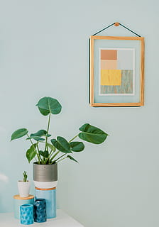 Orbicular Plant on Desk, candles, contemporary, decor, design HD wallpaper